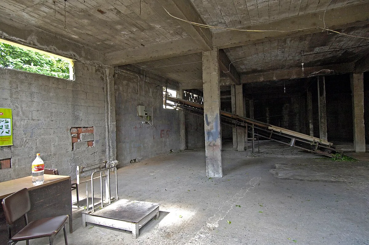 Rize Çay Turizmi Rehberi — Hasat, Fabrika, Çay Bahçeleri