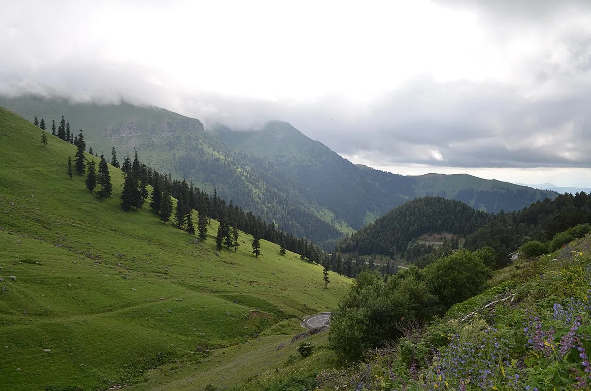 Şavşat ve Sahara Yaylası Rehberi — Sarı Çiçek Denizi